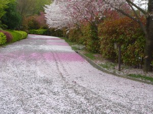 桜の絨毯 (3)