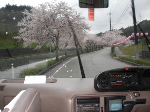 窓からの桜